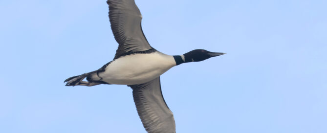 Common Loon