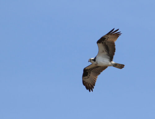 Spring Raptor Count 4/29-5/5–Spring’s True Arrival