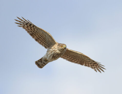 Spring Raptor Count 5/6-5/12–Record Days