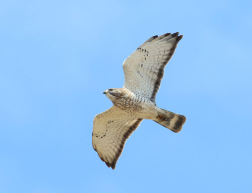 Spring Raptor Count 5/13-5/19–Home Stretch