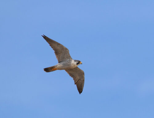 Spring Raptor Count 5/20-5/26–Winding Down