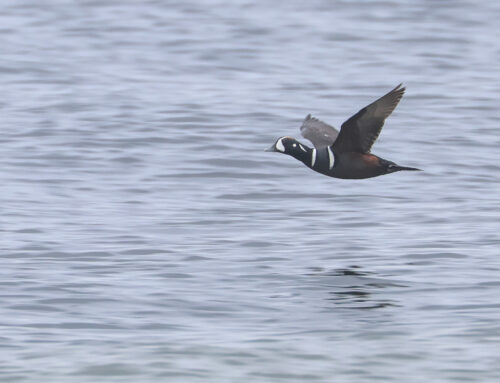 Spring Waterbird Count 5/13-5/19: Week 5