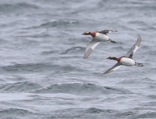 Spring Waterbird Count 4/29-5/5- Diver Days