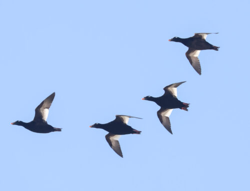 Spring Waterbird Count 5/6-5/12 Week 4: Scoter Season