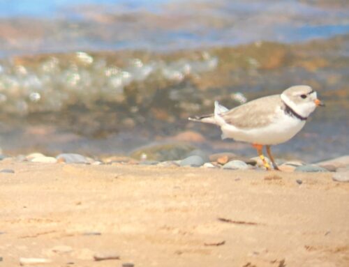Piping Plover Update Week 1