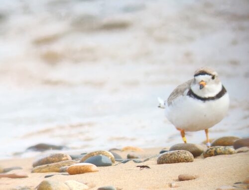 Piping Plover Update Week 3