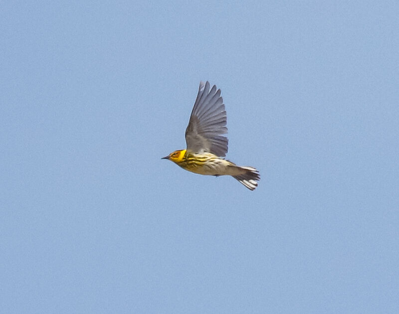 Cape May Warbler in flight. Photo by Skye Haas