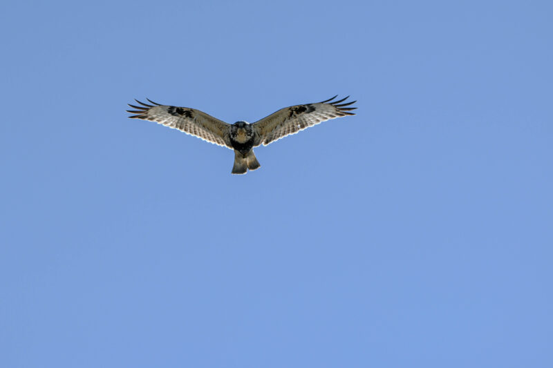 a late-season Rough-legged Hawk from the waterbird shack. Photo by Max Henschell.