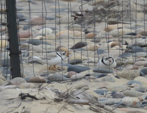 Piping Plover Update Week 4