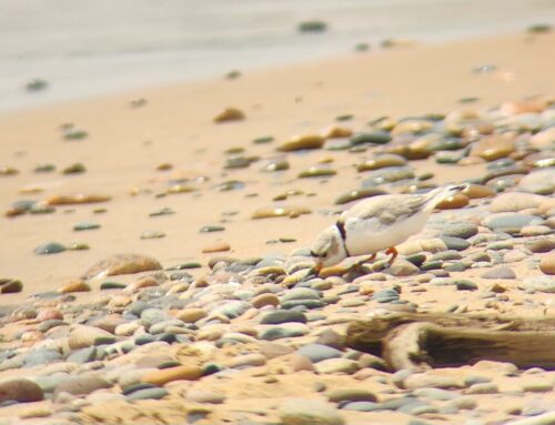 Piping Plover Update Week 5