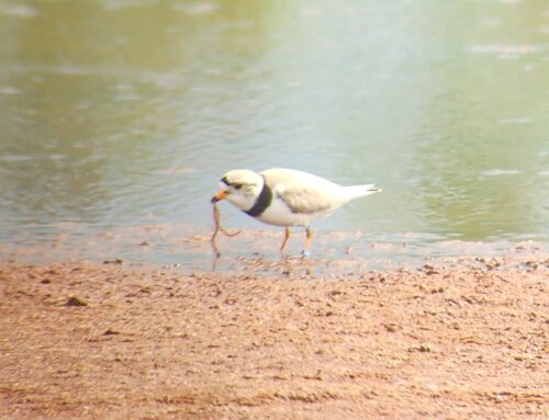 Piping Plover Update Week 6
