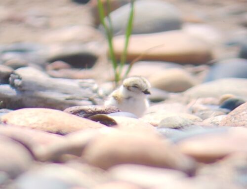 Piping Plover Update Week 7