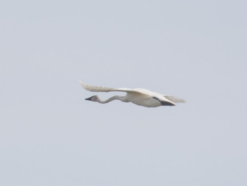 A late Tundra Swan with a neck injury flew by the Point on May 27. Photo by Skye Haas.