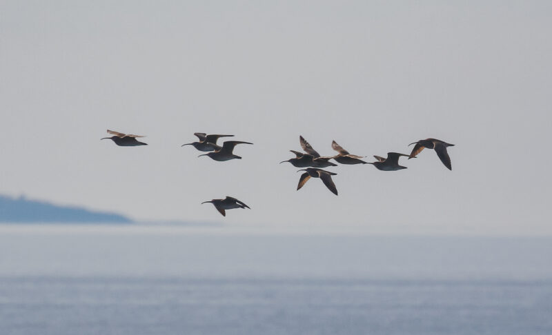 Whimbrel flying by the Point. Photo by Skye Haas