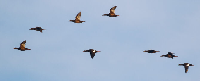 White-winged Scoters
