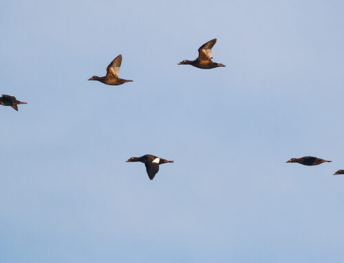 Spring Waterbird Count: The end of the season (May 25- May 31)