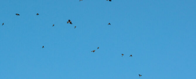 Blue Jays over Whitefish Point