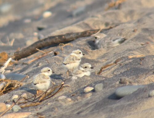 Piping Plover Update Week 8