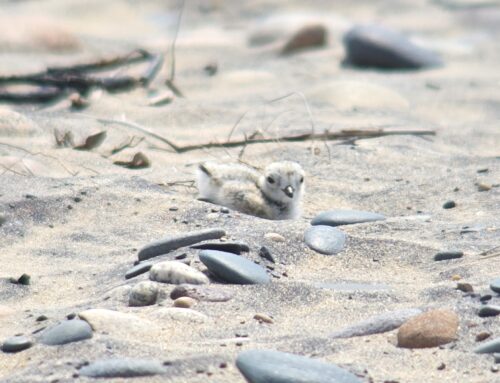 Piping Plover Update Week 9