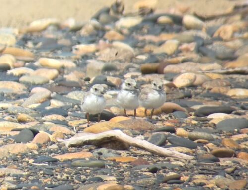 Piping Plover Update Week 10
