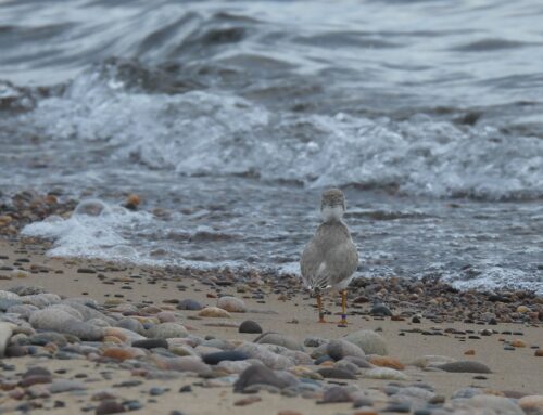 Piping Plover Update Week 11