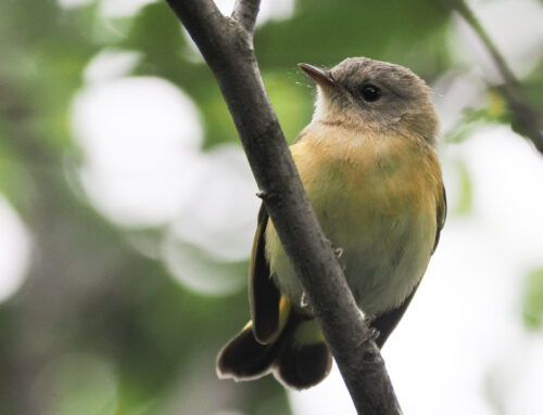 Fall 2025 Field Ornithologist Update: Week 1