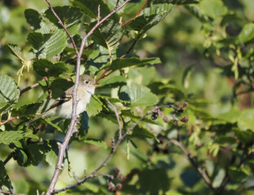 Fall 2025 Field Ornithologist Update: Week 2