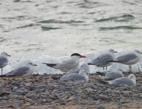 Fall Waterbird Count-The Beginning (8/15-8/19)