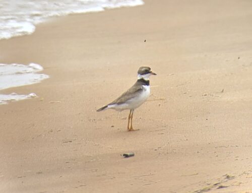 Piping Plover Update Week 13