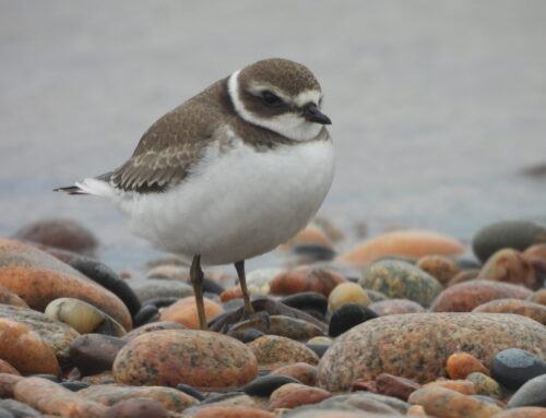 Fall Waterbird Count- Wind, Rain, and Ducks (9/3-9/9)