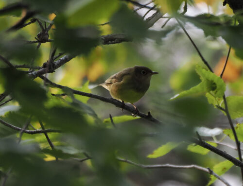 Fall 2025 Field Ornithologist Update: Week 4