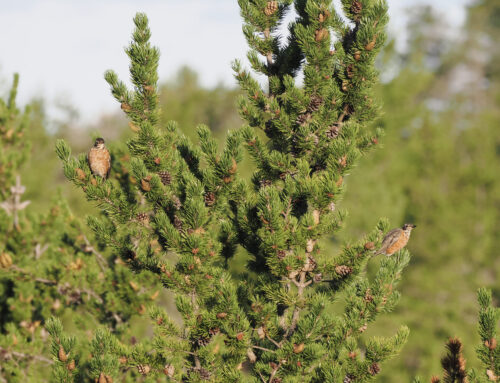 Fall 2025 Field Ornithologist Update: Week 3