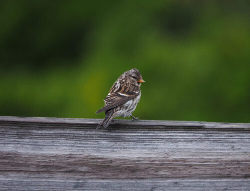 Fall 2025 Field Ornithologist Update: Week 5 (Sept. 9th – Sept. 15th)
