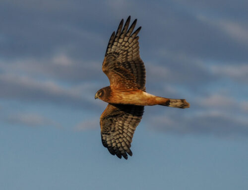 Fall 2025 Field Ornithologist Update: Week 6 (Sept 16th – Sept 22nd)