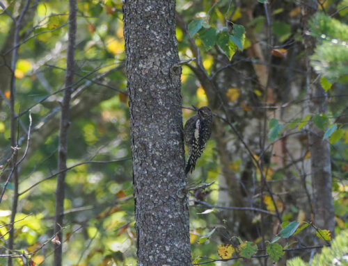 Fall 2025 Field Ornithologist Update: Week 7 (Sept 23rd – Sept 29th)