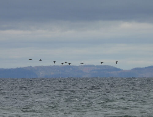 Fall Waterbird Count- A Cold Front Arrives (10/1-10/7)