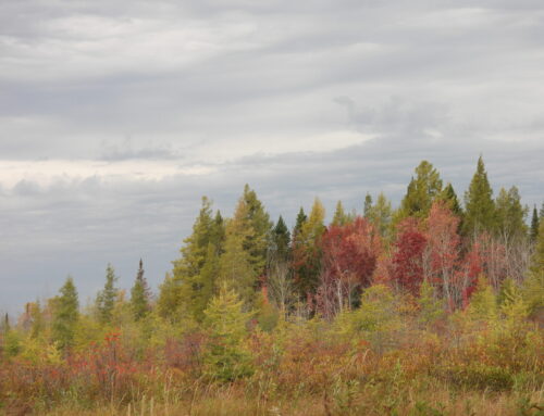 Fall Waterbird Count- The Yellow-billed Surprise (10/8-10/14)