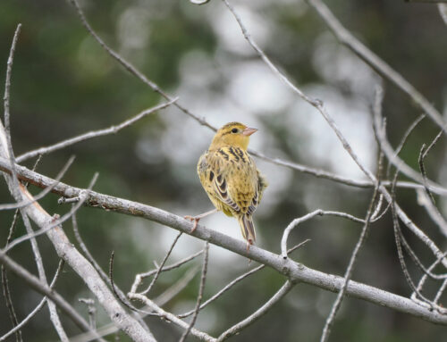 Fall 2025 Field Ornithologist Update: Week 8 (Sept. 30th – Oct. 6th)