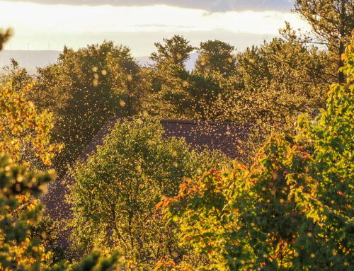 Fall Field Ornithologist Update: Week 9 (Oct 7th – Oct 13th)