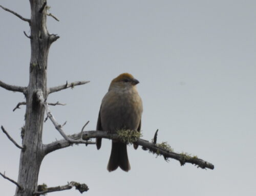 Fall Field Ornithologist Update: Week 10 (Oct 14th – Oct 20th)
