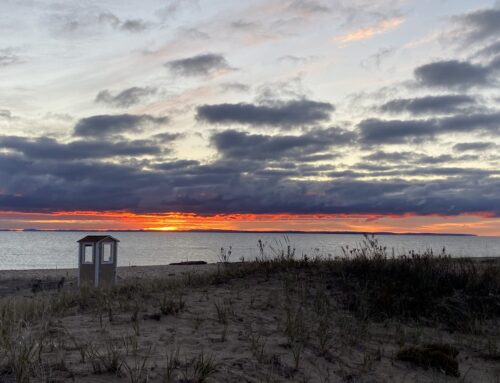 Fall Waterbird Count- The Week of the Long-tailed Ducks (10/22-10/28)