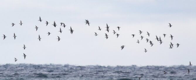 Long-tailed Ducks migrating past the Point. Photo by Frank Fabbro