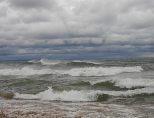 Fall Waterbird Count- The Final Days (11/12-11/15)