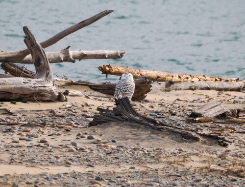 Fall Field Ornithologist Update: Week 13 (Nov 5th – Nov 10th)