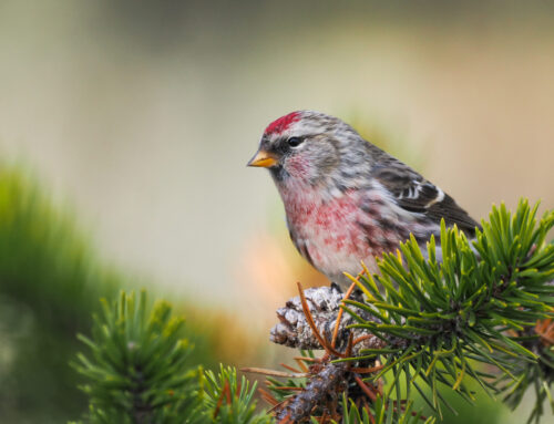 Fall Field Ornithologist Update: Week 14 (Nov 11th – Nov 15th)