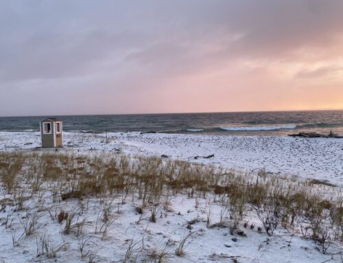 Fall Waterbird Count- The Onset of Winter (11/5-11/11)