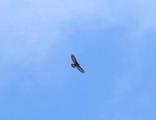 Spring Raptor Count 3/17-23–White Water, Blue Ice