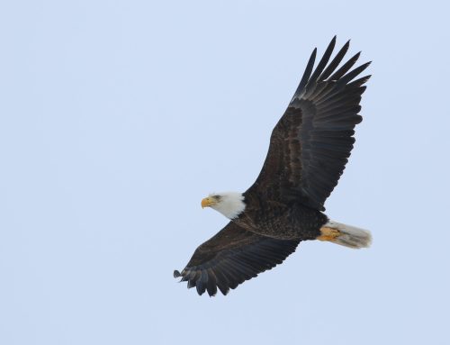 Spring Raptor Count 3/24-30–March Recap