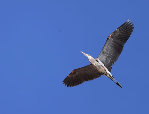 Spring Waterbird Count 4/15-4/21