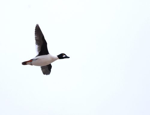 Spring Waterbird Count 4/22-4/28